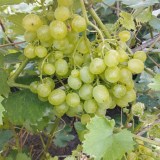 СУПЕР ЭКСТРА1